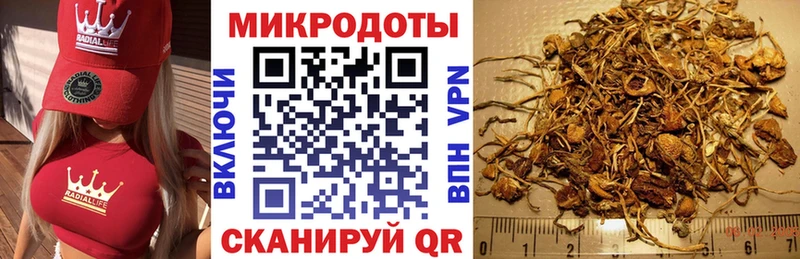 Псилоцибиновые грибы Psilocybe  Норильск 